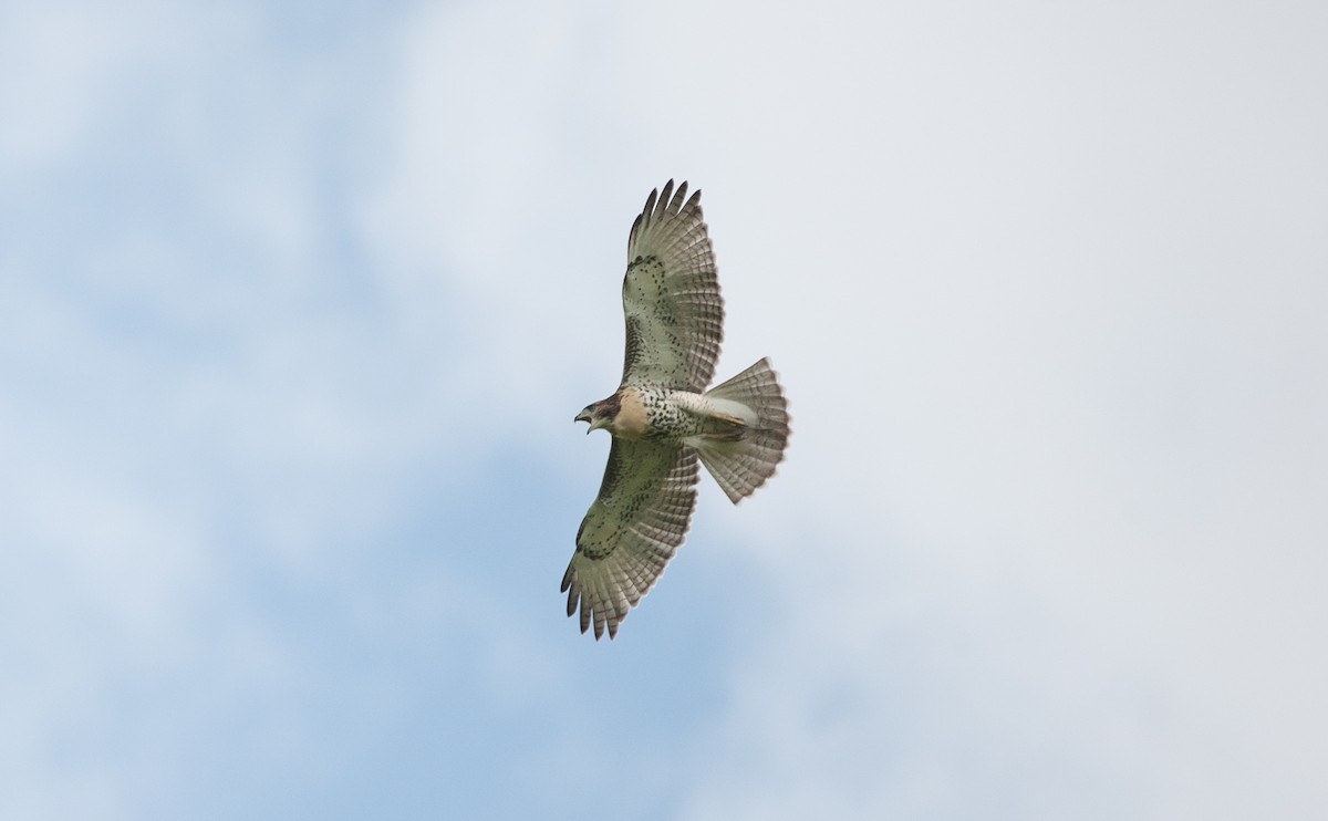 Red-tailed Hawk - Taylor Long