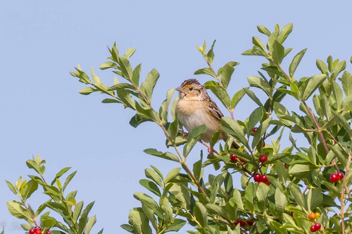 Grasshopper Sparrow - ML105651541
