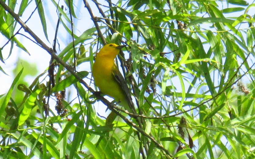 Prothonotary Warbler - ML105651671