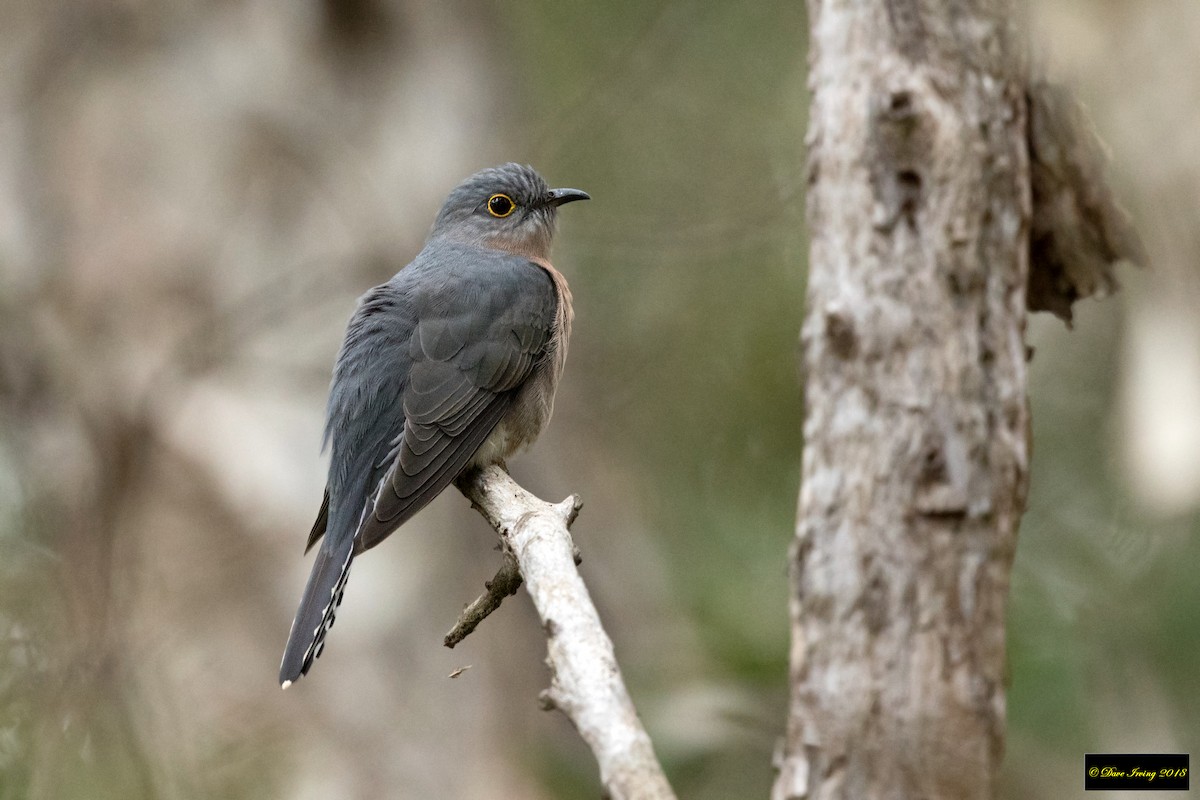 Fan-tailed Cuckoo - David Irving