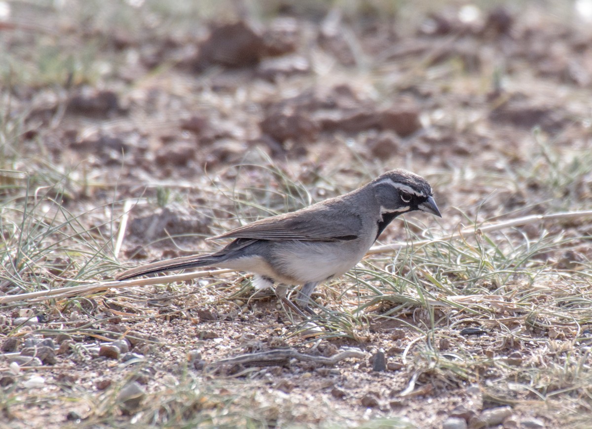 Black-throated Sparrow - ML105658611