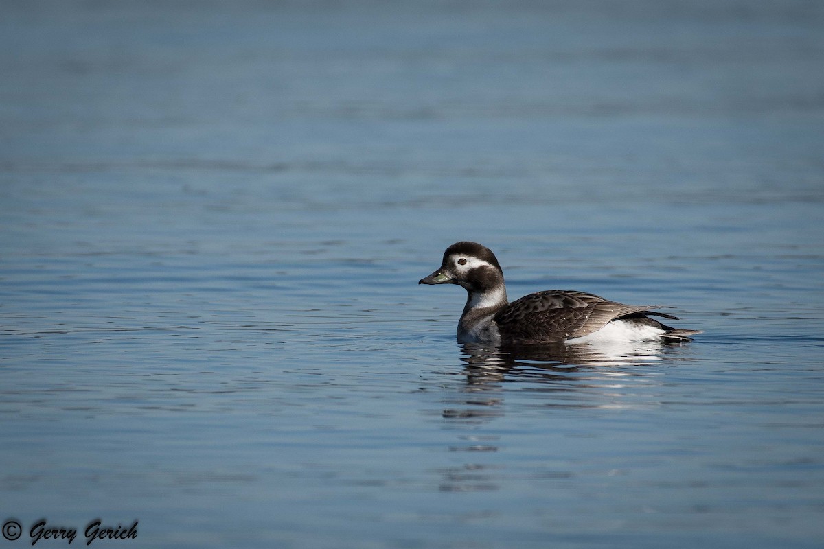 Long-tailed Duck - Gerry Gerich