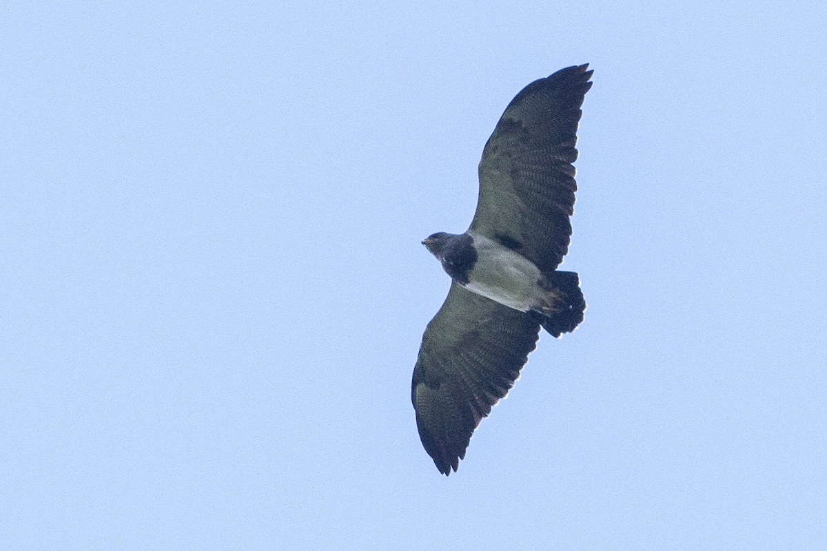 Black-chested Buzzard-Eagle - ML105659911