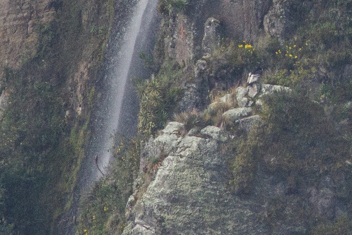 Condor des Andes - ML105659951