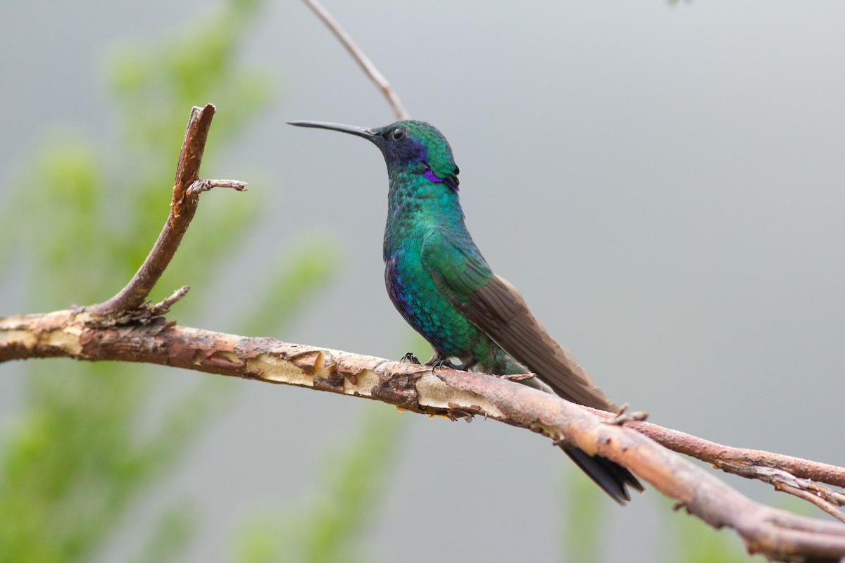 kolibřík modrolící - ML105660091