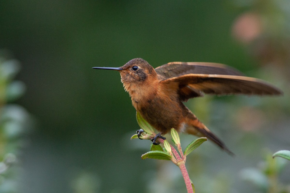 kolibřík duhovohřbetý - ML105660261