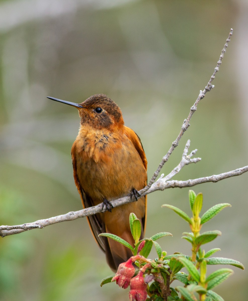 kolibřík duhovohřbetý - ML105660271