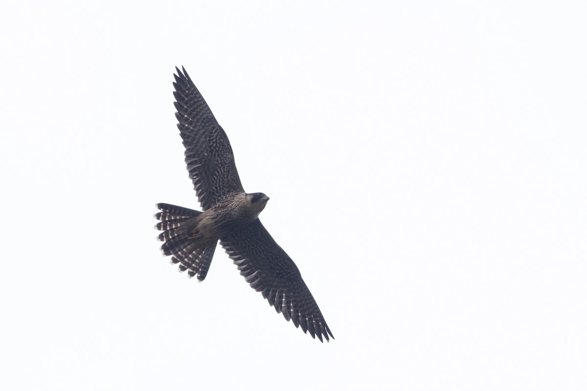 Peregrine Falcon (South American) - ML105660431
