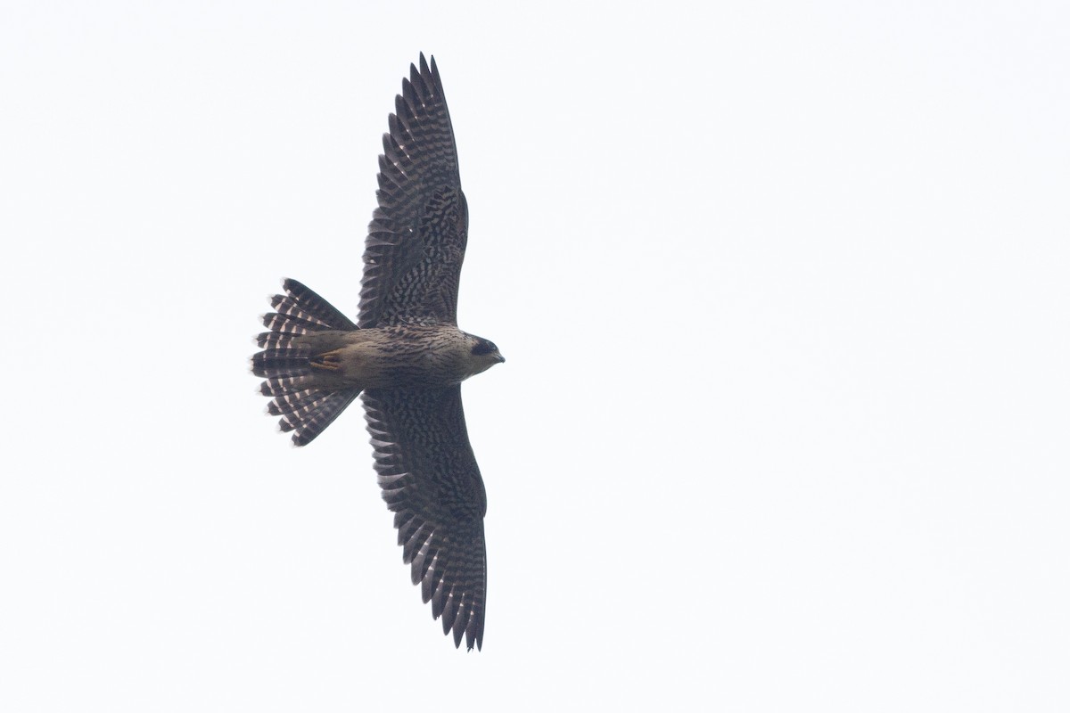Peregrine Falcon (South American) - ML105660441