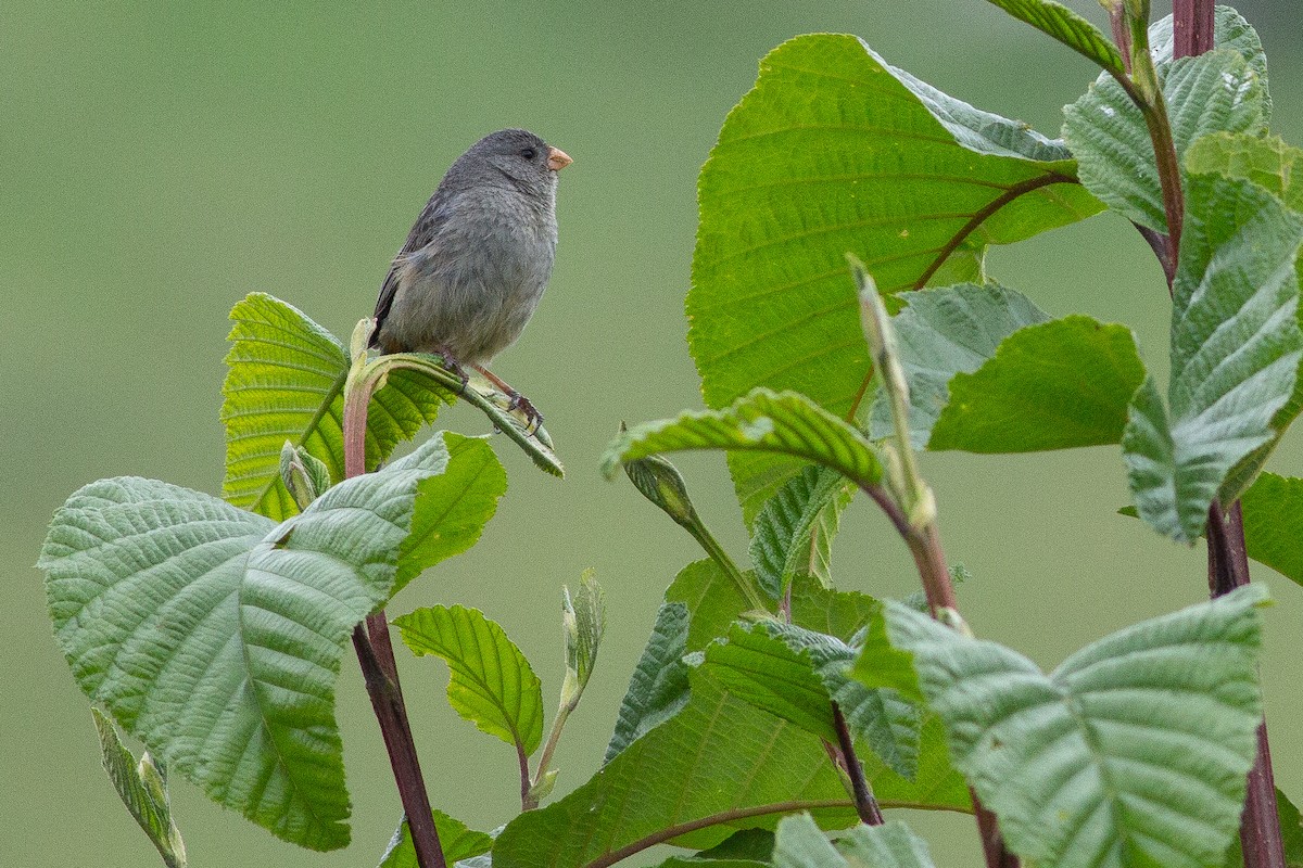 Plain-colored Seedeater - Angus Pritchard