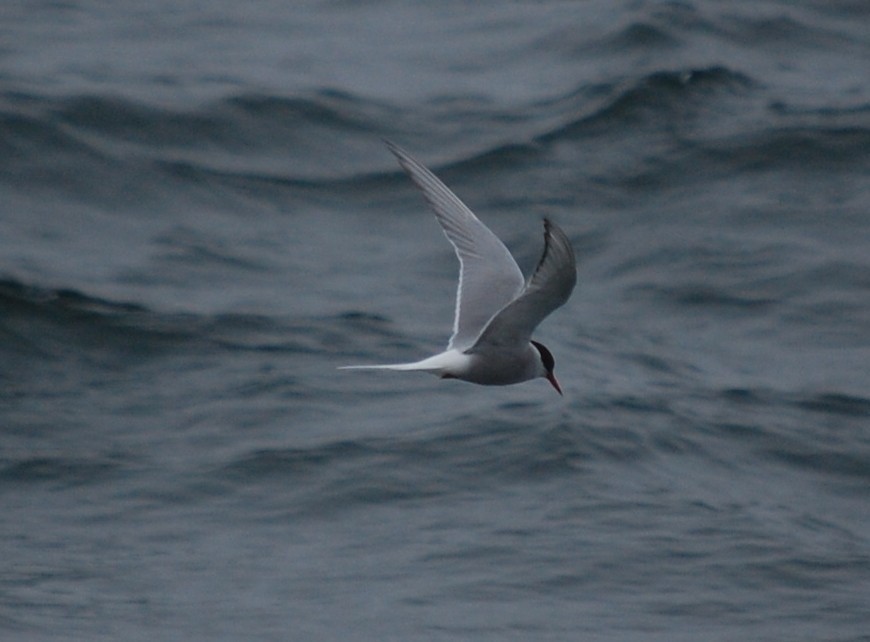 Arctic Tern - ML105662591