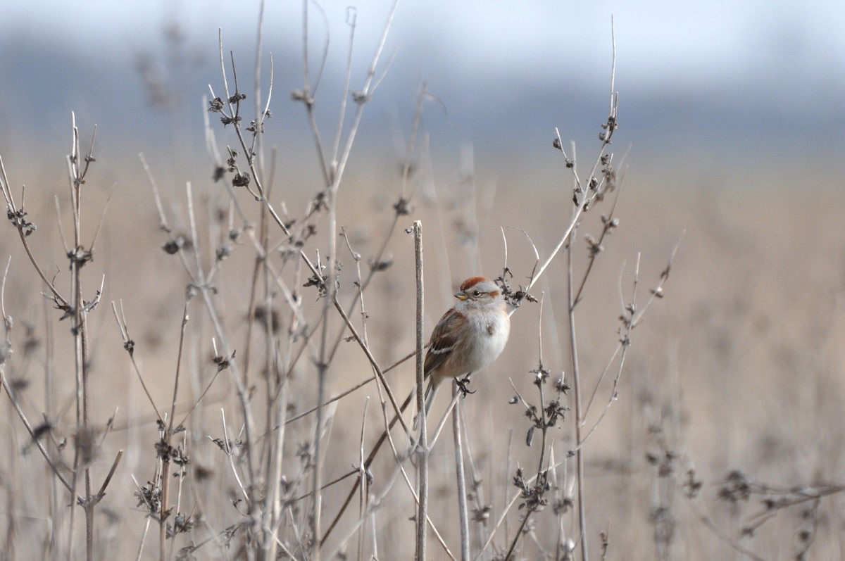 American Tree Sparrow - irina shulgina