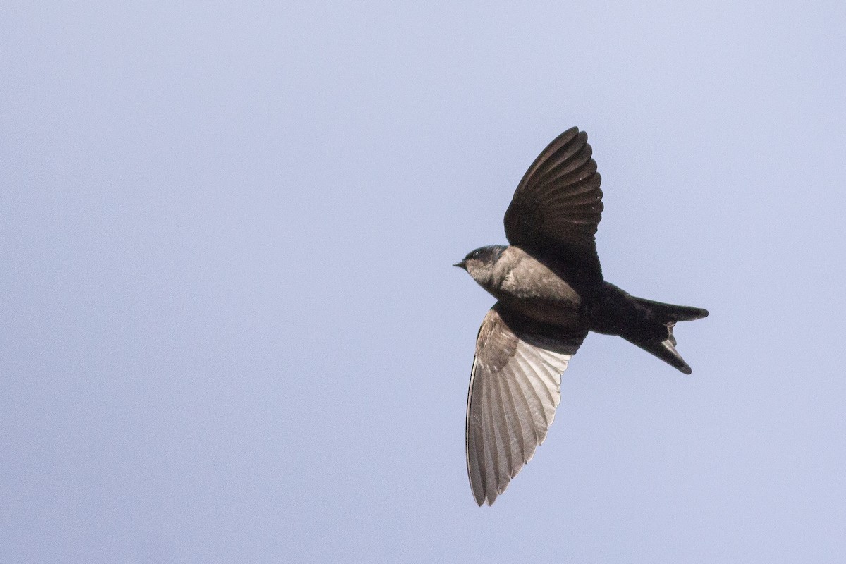 Brown-bellied Swallow - Angus Pritchard