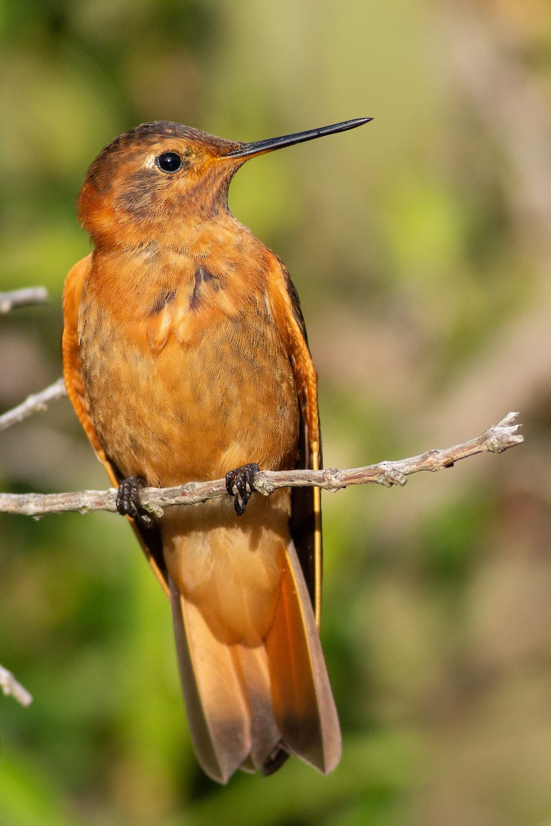 kolibřík duhovohřbetý - ML105666721