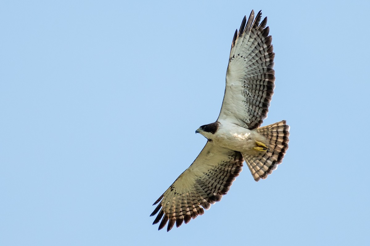 Short-tailed Hawk - Dick Murray