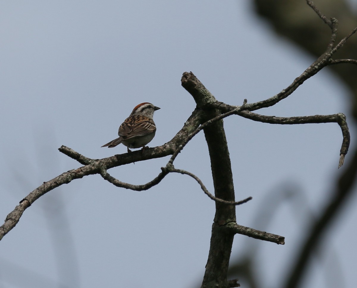 Chipping Sparrow - ML105669111