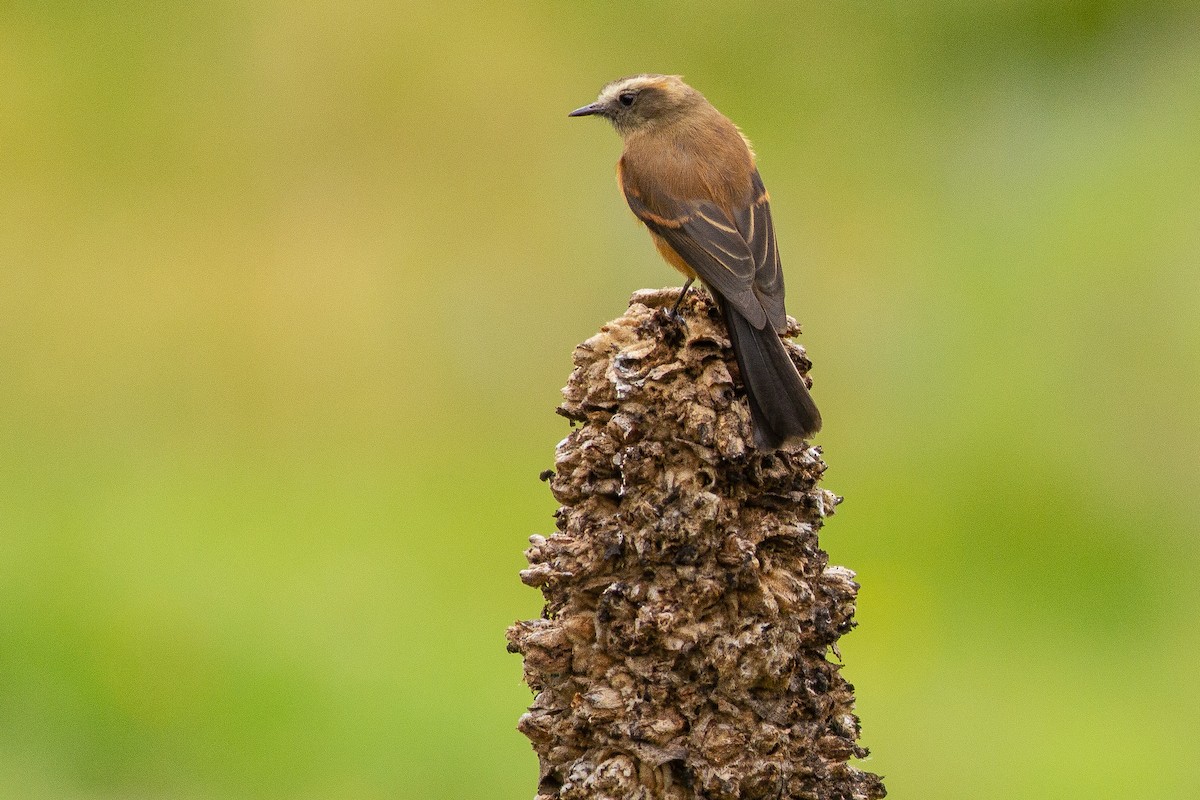 Brown-backed Chat-Tyrant - ML105669531