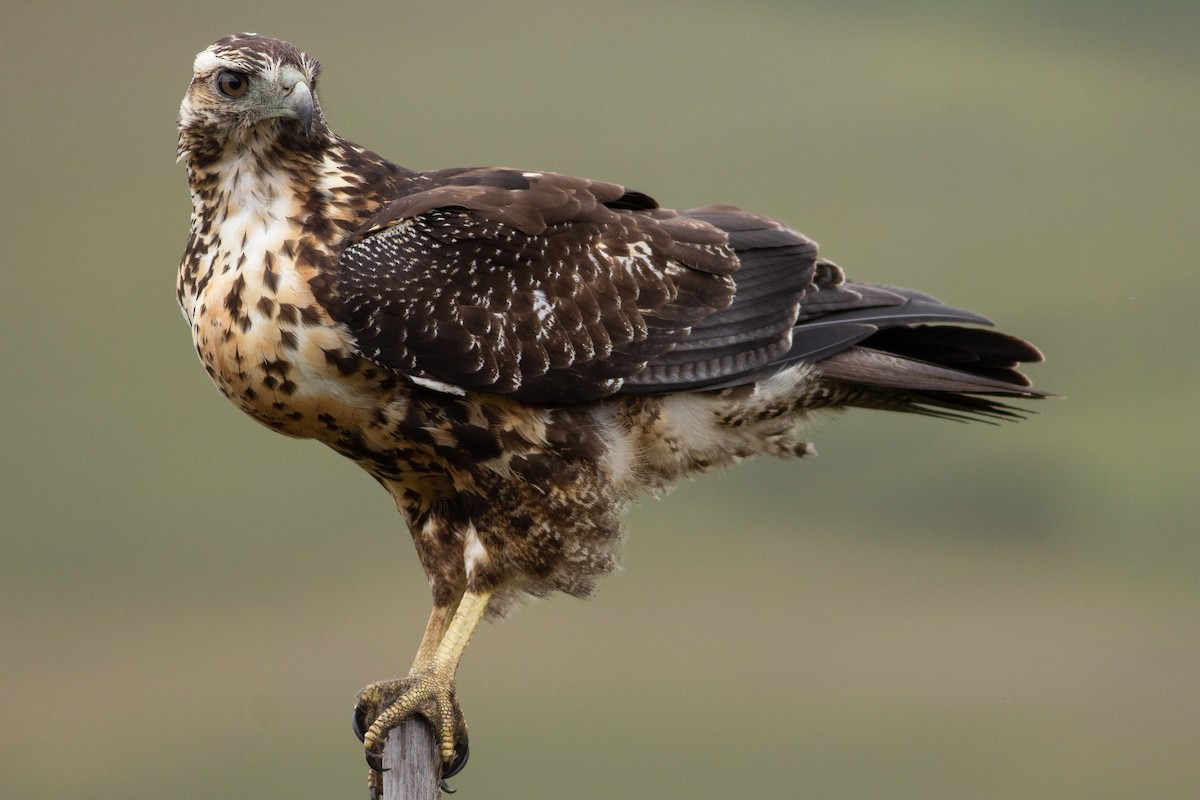 Black-chested Buzzard-Eagle - Angus Pritchard
