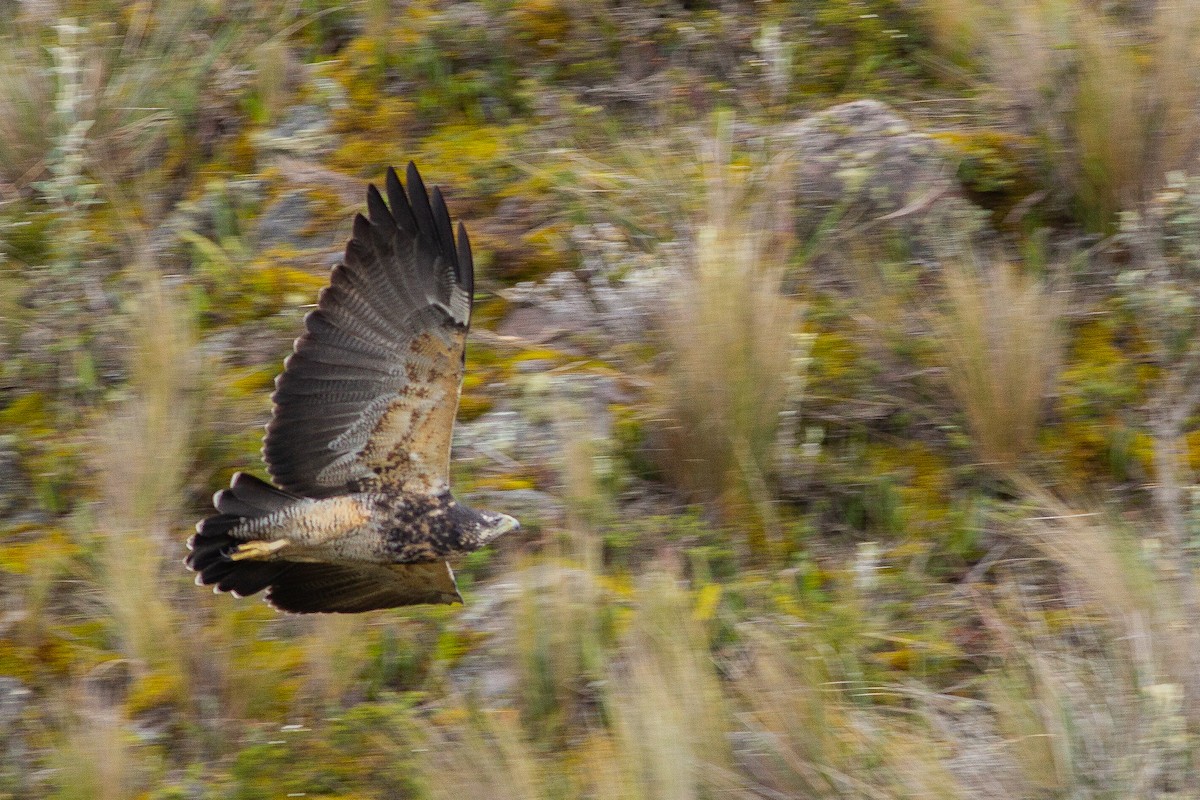 Black-chested Buzzard-Eagle - Angus Pritchard