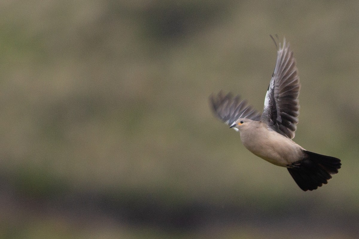 Black-winged Ground Dove - Angus Pritchard