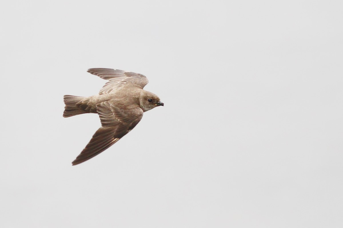 Northern Rough-winged Swallow - Jeff Ellerbusch