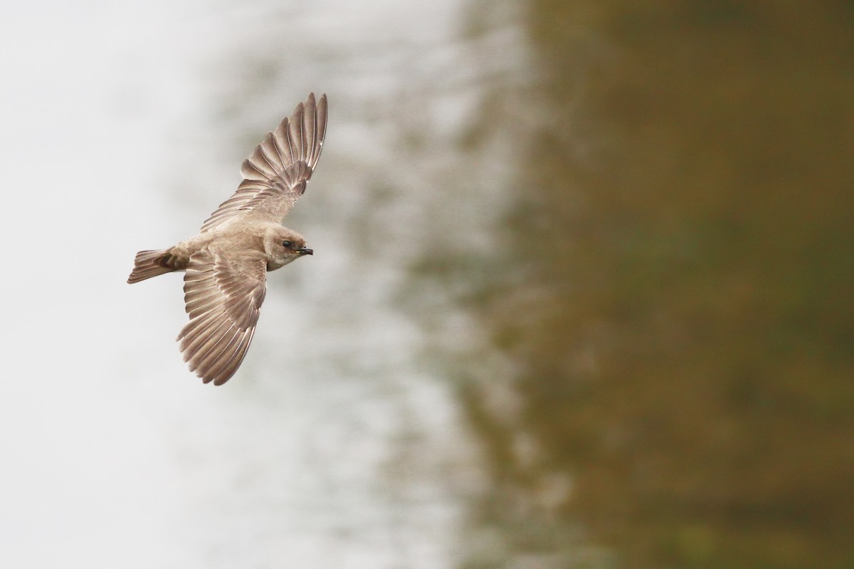 Northern Rough-winged Swallow - ML105679341