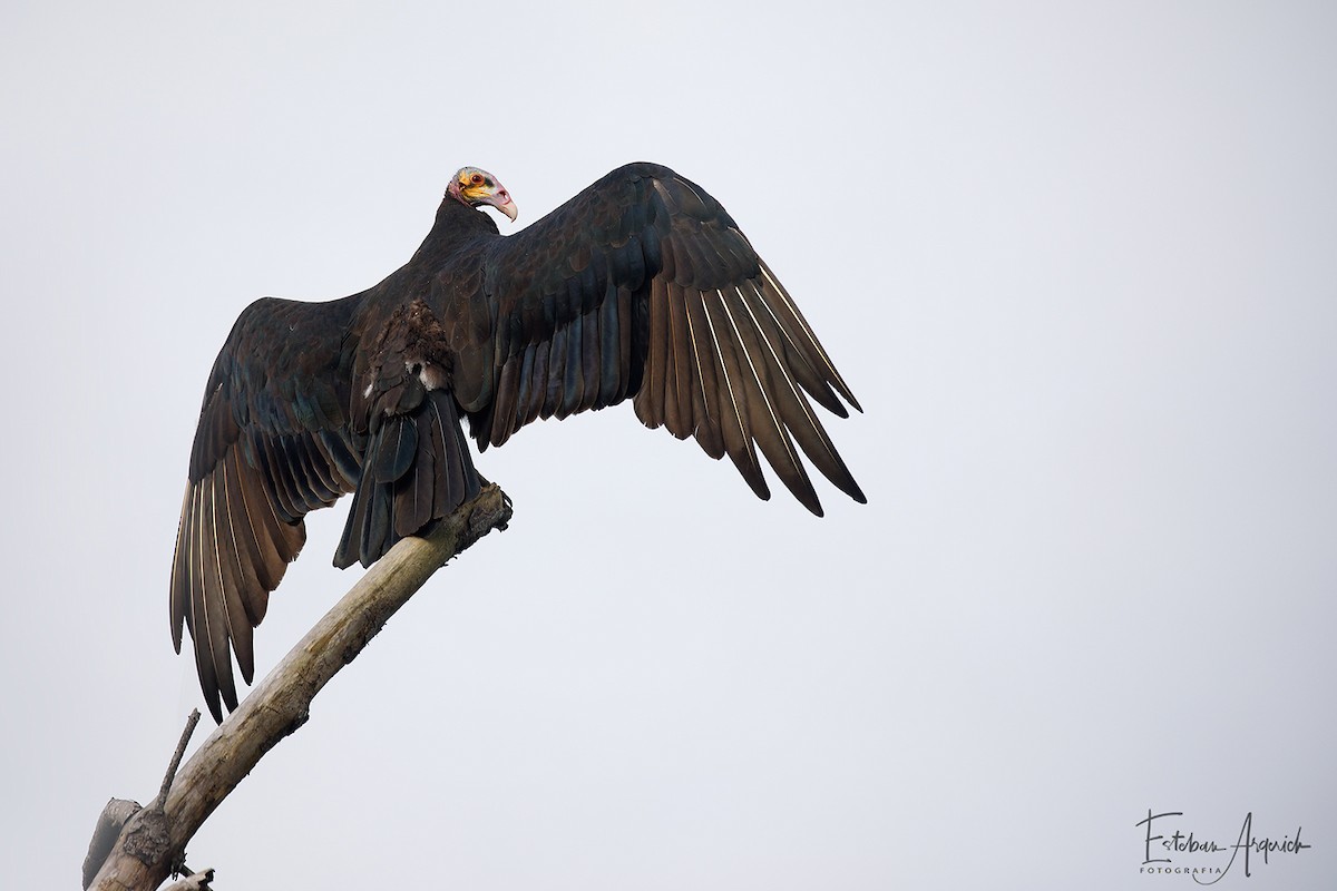 Lesser Yellow-headed Vulture - Esteban Argerich