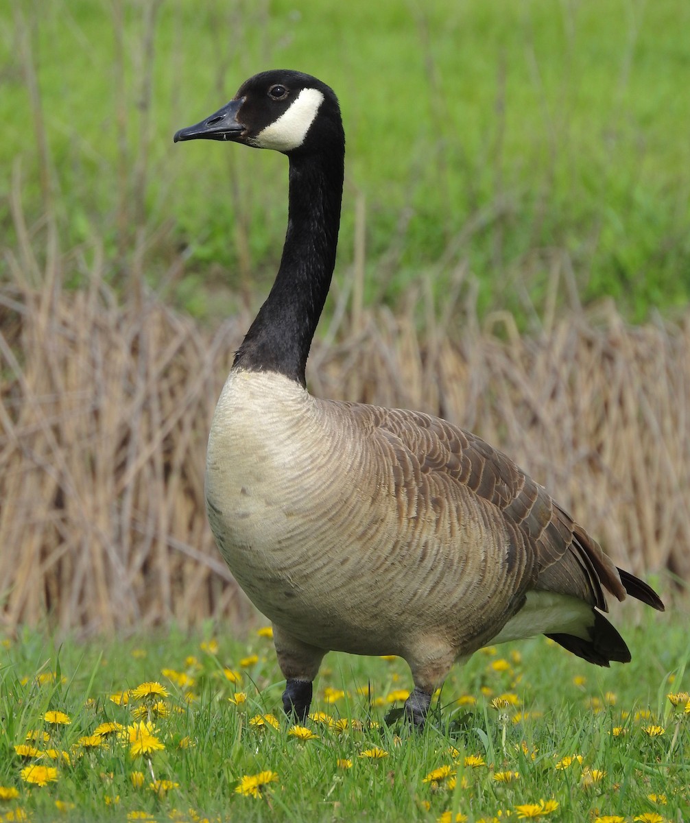 Canada Goose - Kalin Ocaña