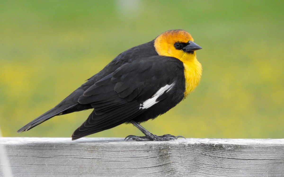 Yellow-headed Blackbird - ML105681531
