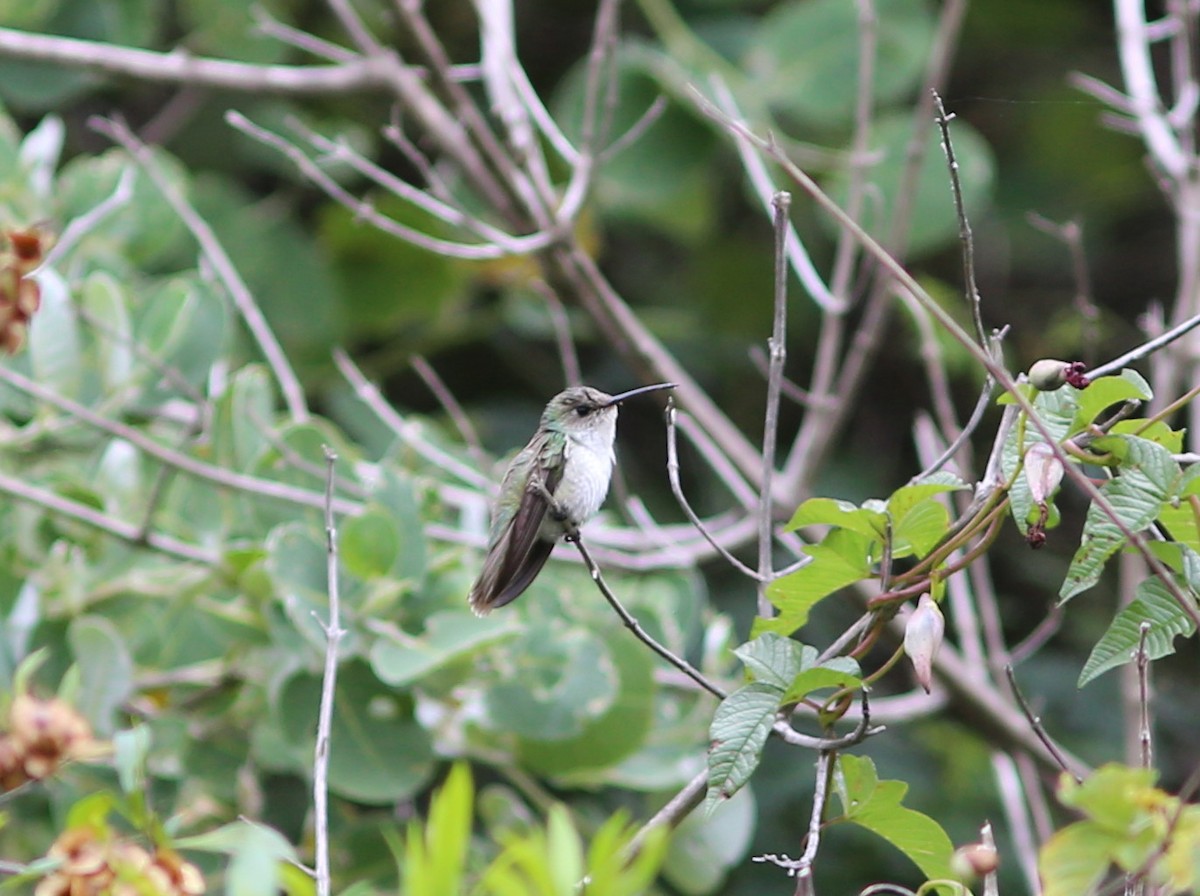 White-bellied Hummingbird - ML105683101