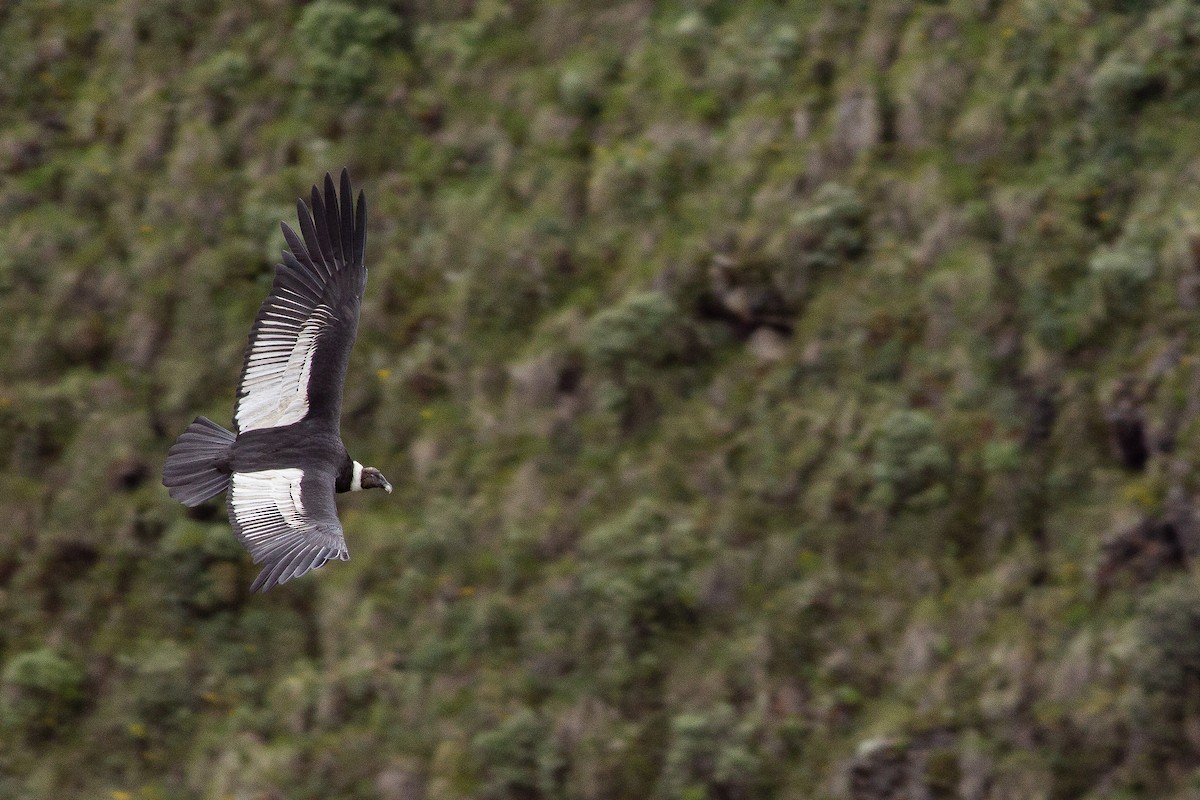 Andean Condor - ML105683831