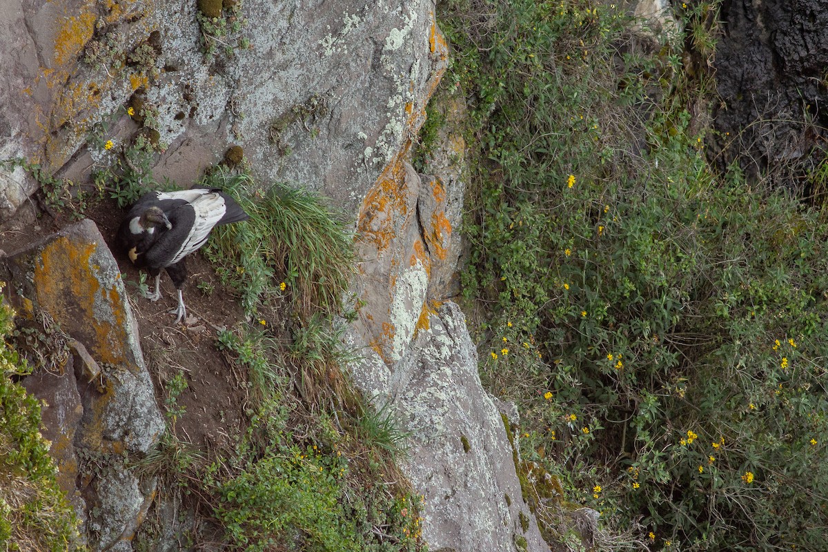 Andean Condor - ML105683841