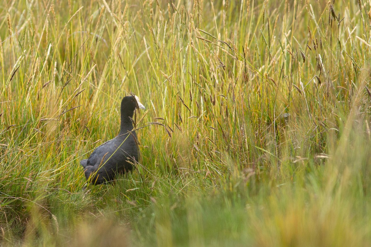 Slate-colored Coot (Yellow-billed) - ML105683861