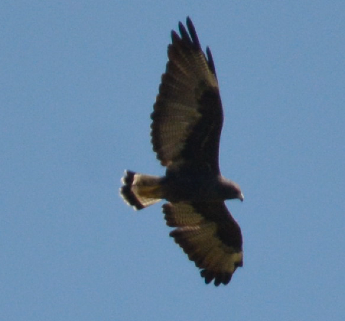 White-tailed Hawk - Cristian Pinto Fernandez