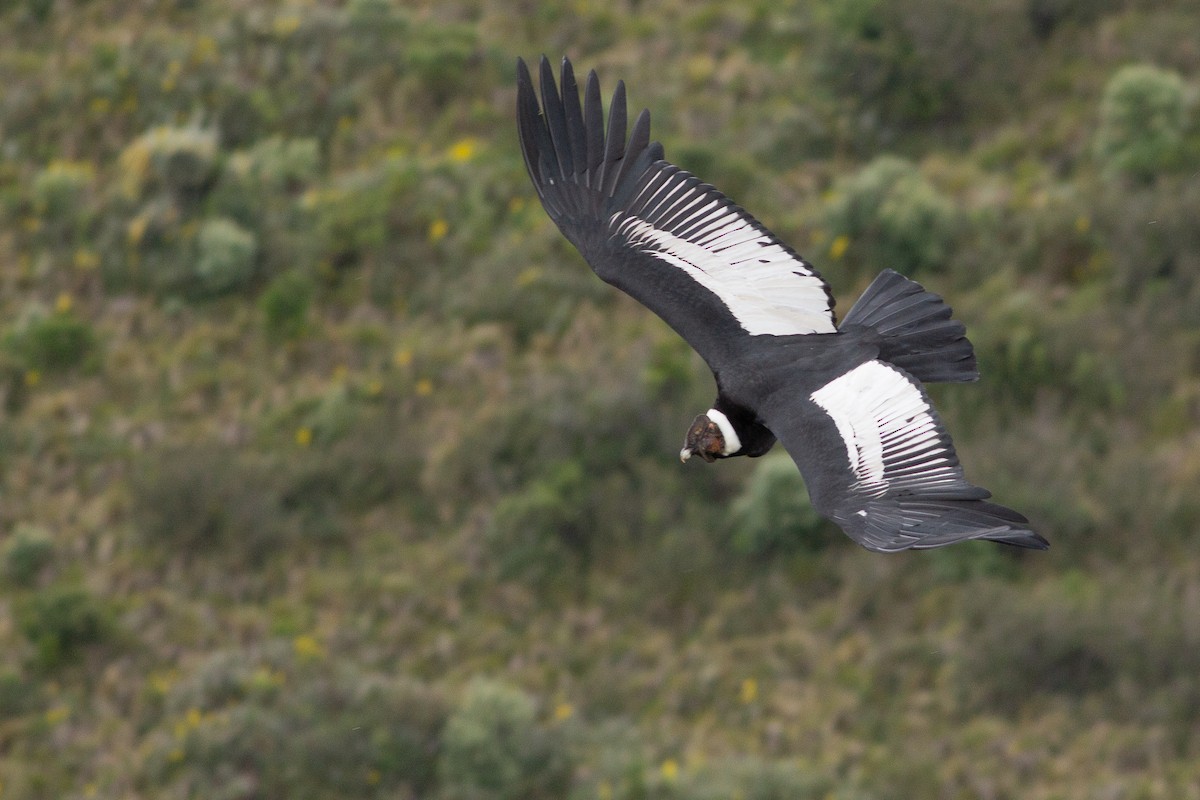 Andean Condor - ML105685741