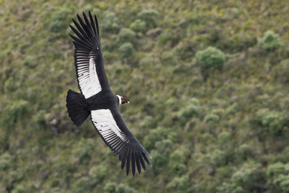 Andean Condor - ML105685751