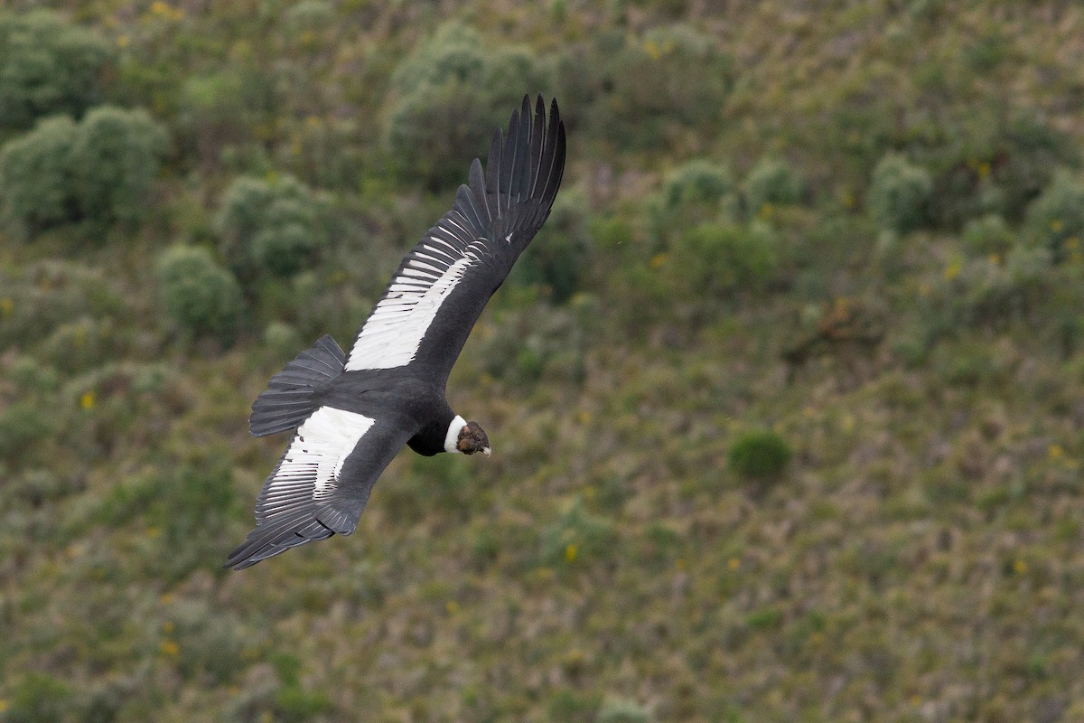 Andean Condor - ML105685761