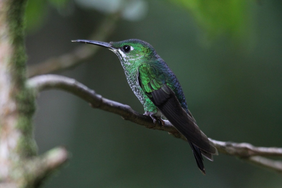 Green-crowned Brilliant - ML105693801