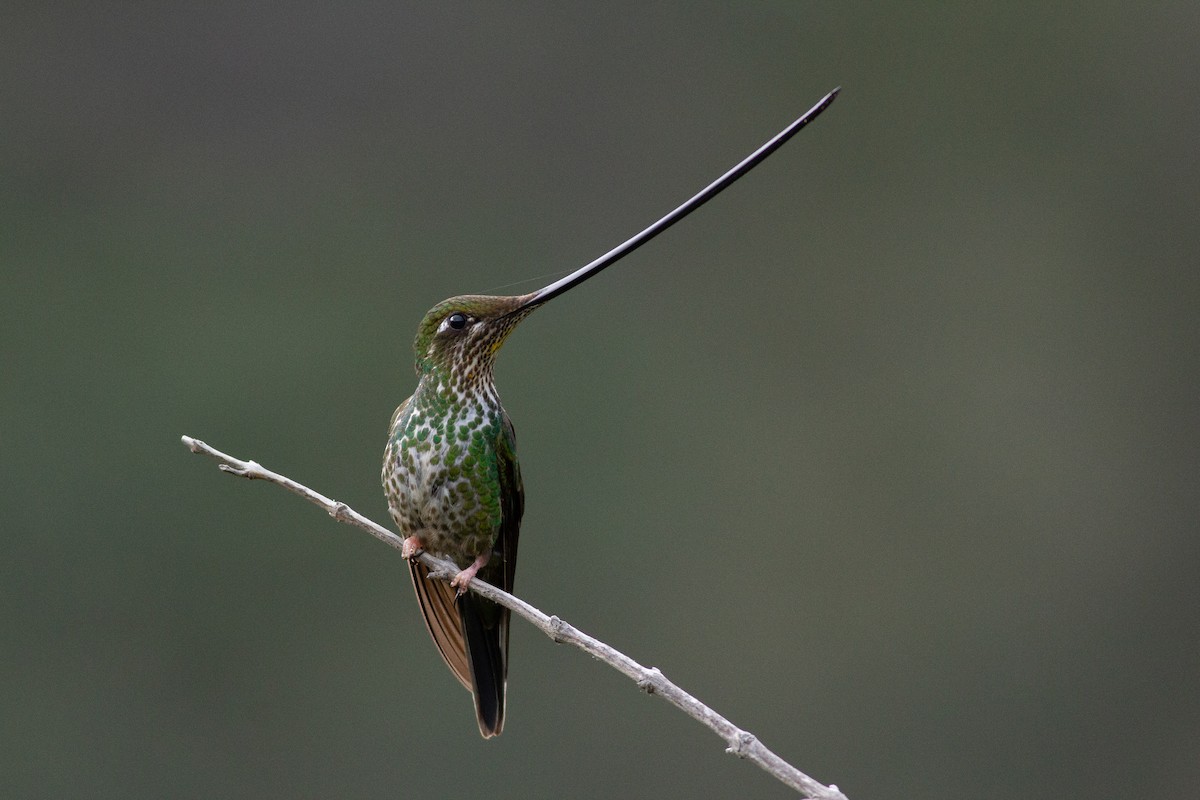 Sword-billed Hummingbird - ML105693921