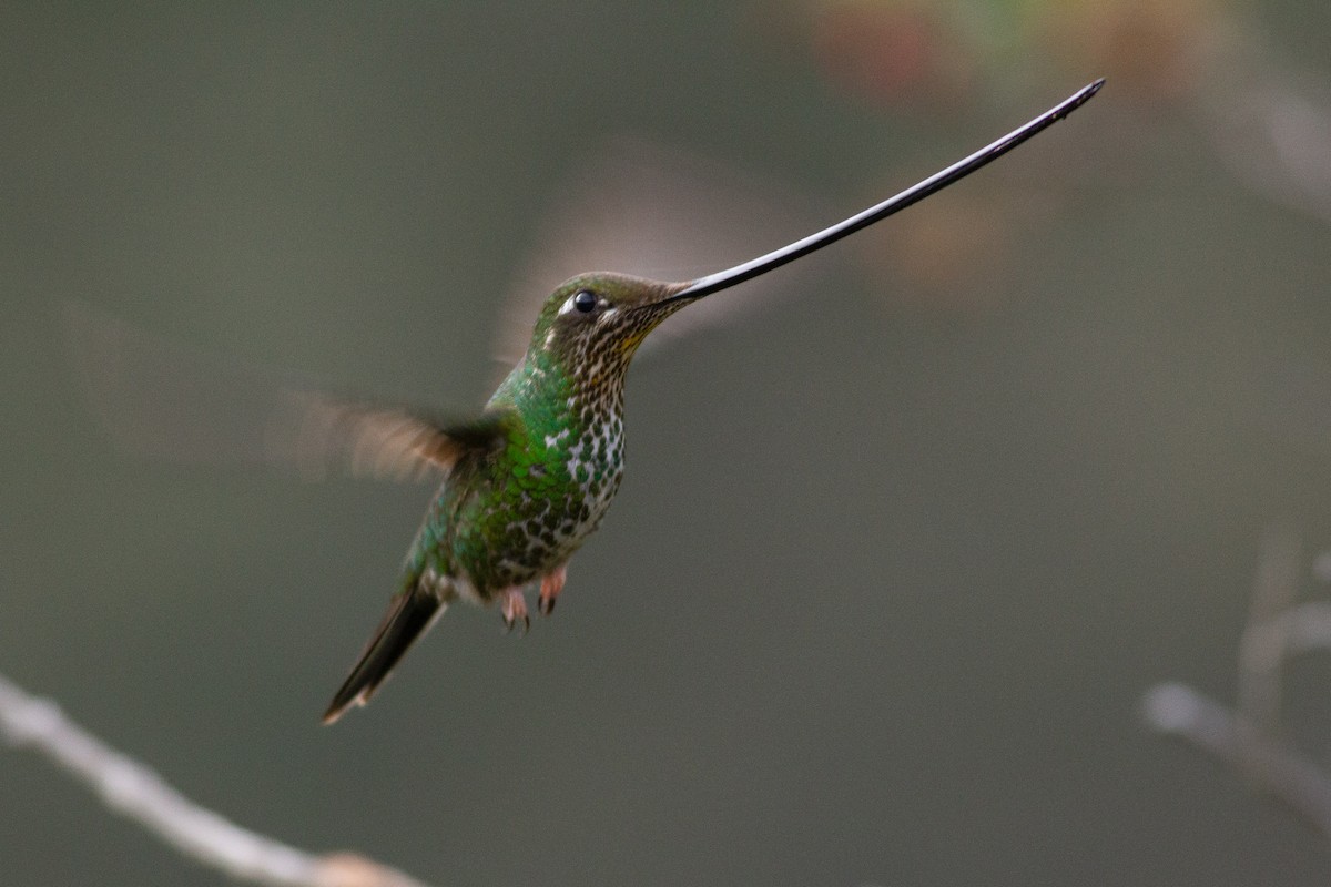 Sword-billed Hummingbird - ML105693941