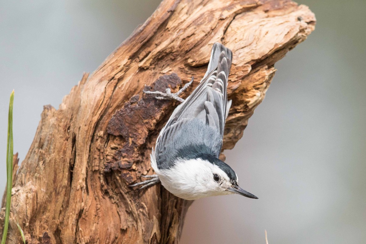 White-breasted Nuthatch - ML105695231