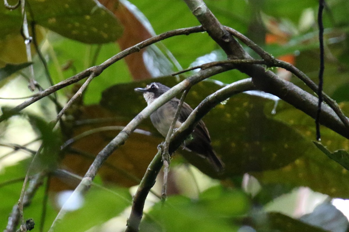 Gray-breasted Babbler - ML105696241