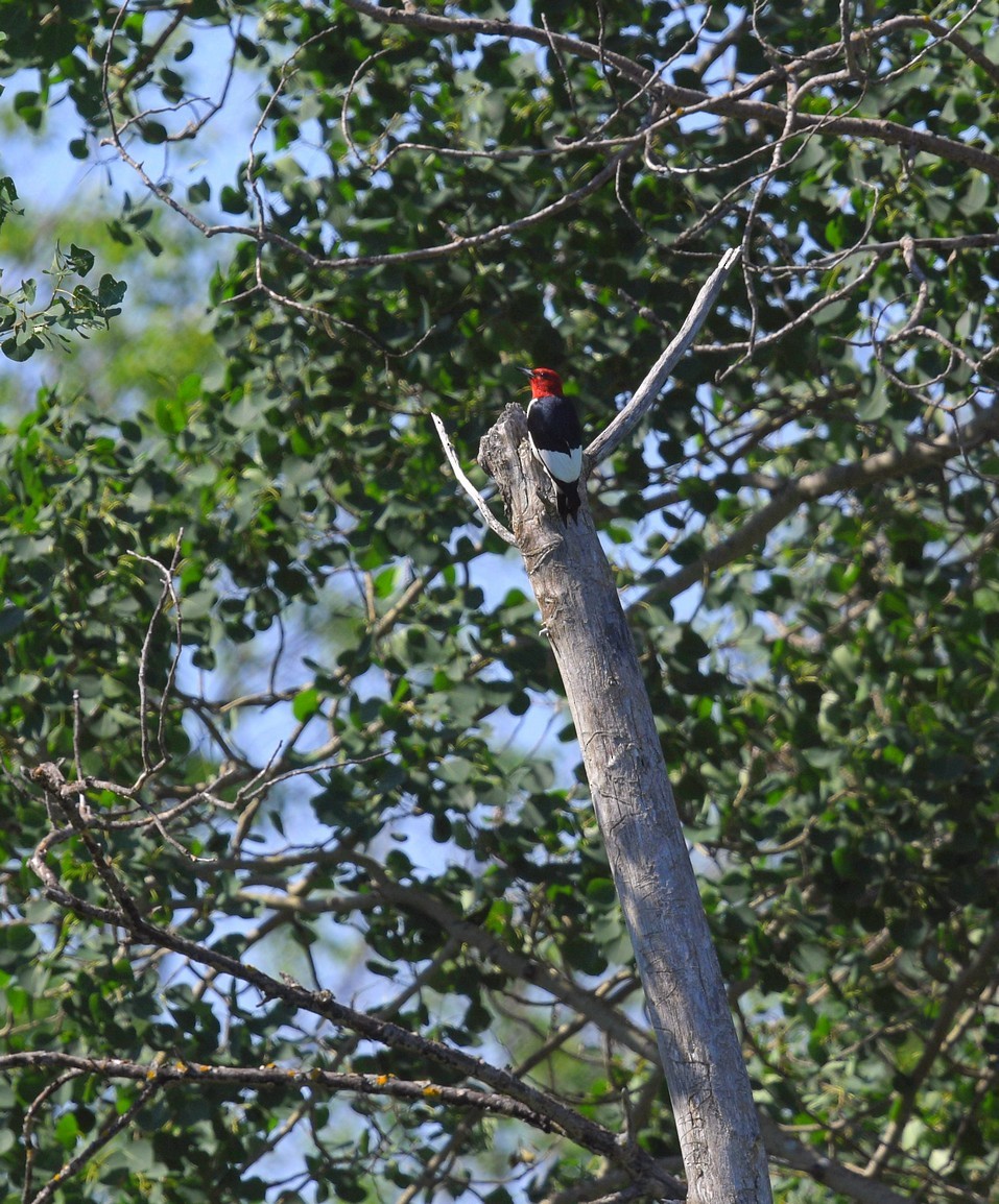Red-headed Woodpecker - Sandra Cote