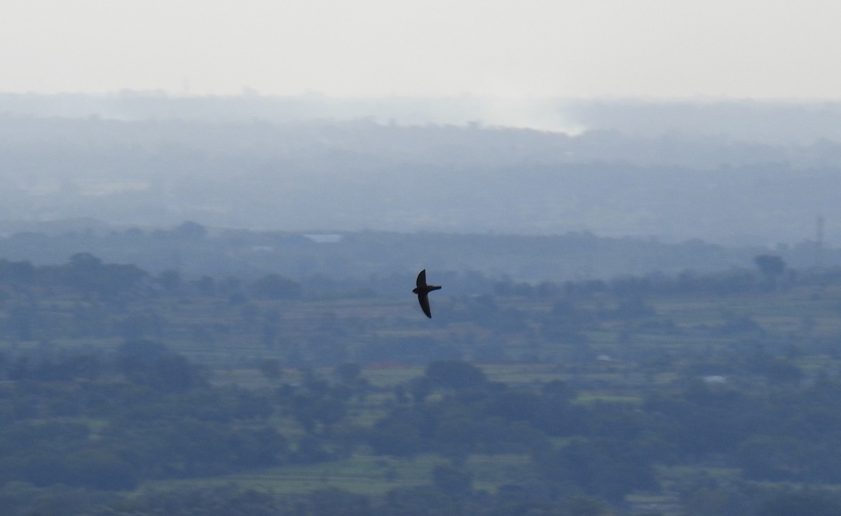 Indian Swiftlet - ML105698861