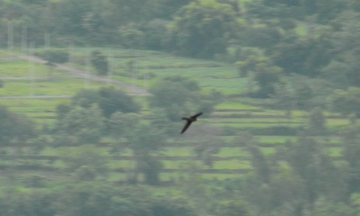 Indian Swiftlet - ML105698871