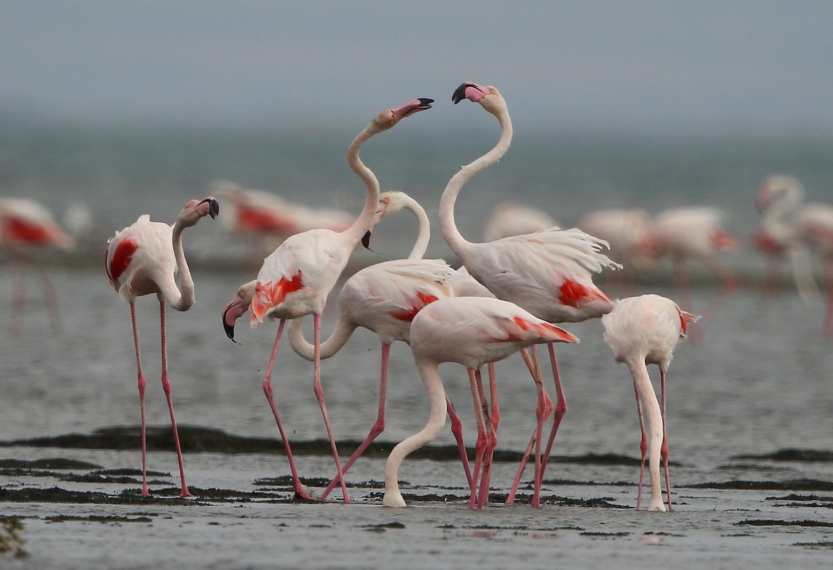 Greater Flamingo - Dobrin Botev