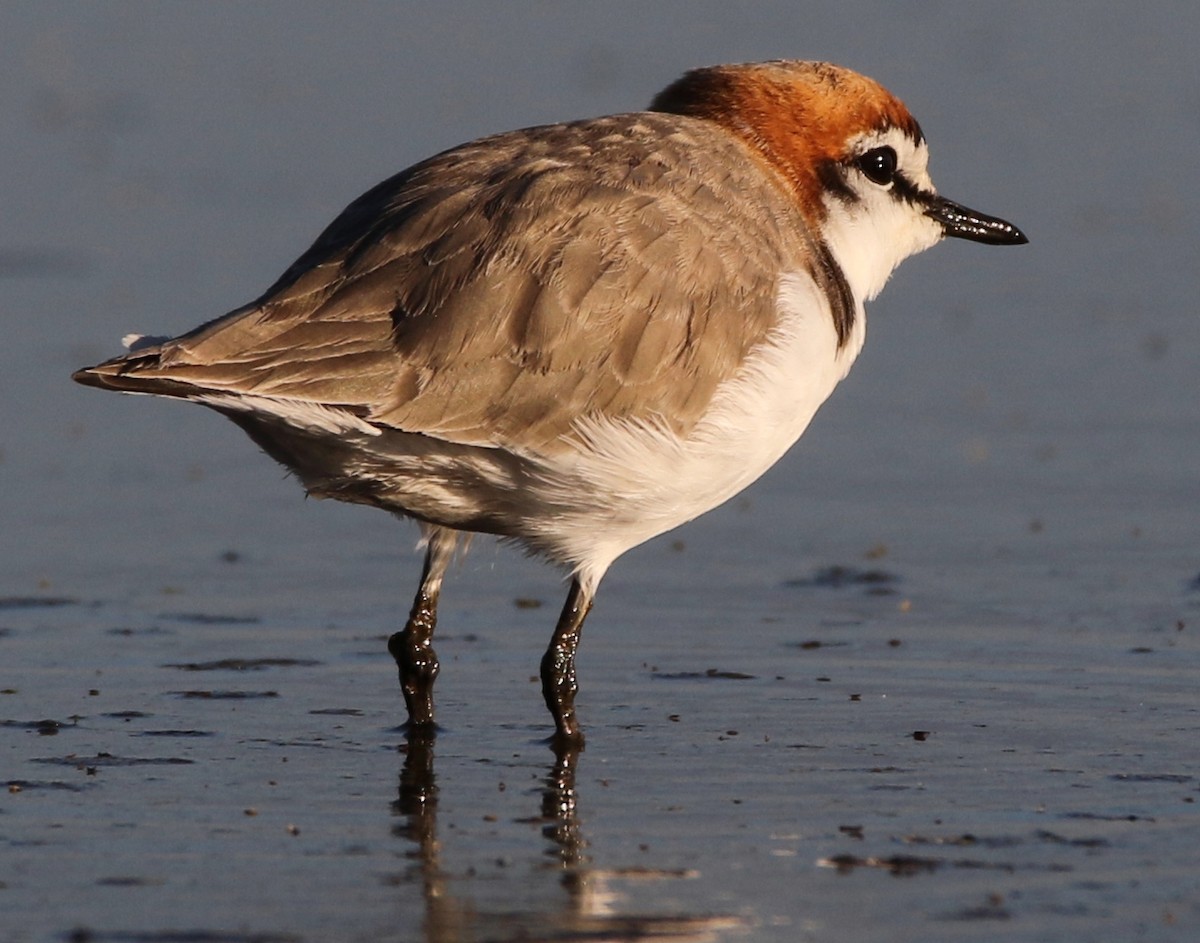 Red-capped Plover - Thalia and Darren Broughton