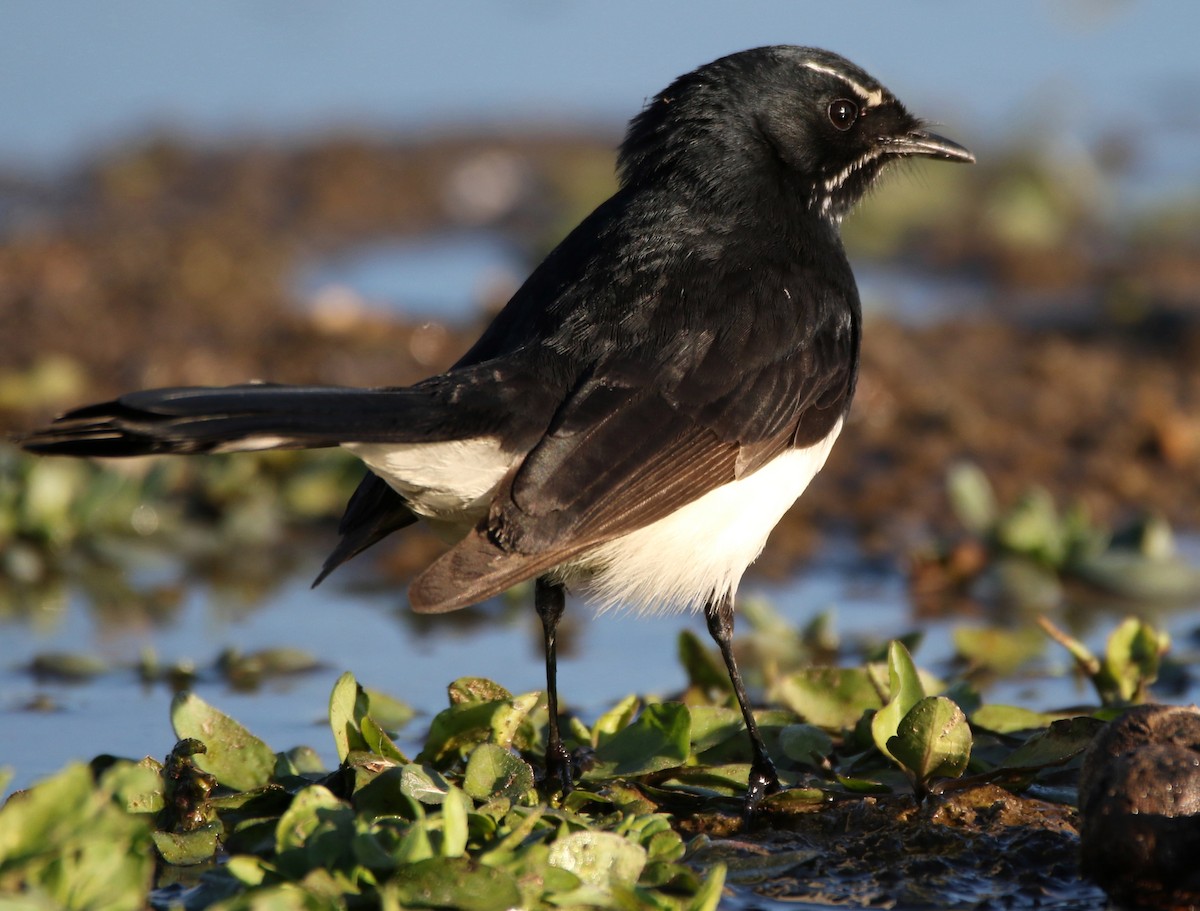 Willie-wagtail - Thalia and Darren Broughton