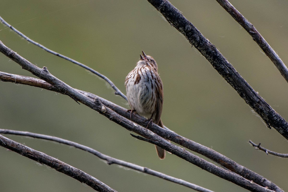 Song Sparrow - Jeff Langford