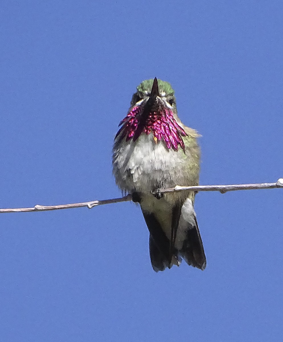 Calliope Hummingbird - Nancy Overholtz